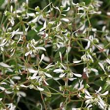 Image result for Euphorbia hypericifolia