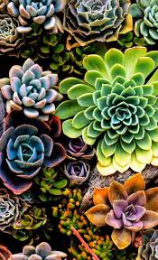 Perk Steigern Sie Ihren Garten Mit Diesen Praktischen Tipps Background Backgrounds Diesen Garten Hi In 2020 Succulents Wallpaper Succulents Succulent Photography