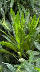 Image result for Dracaena aubryana