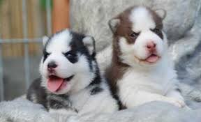 View all of happytail's adorable puppies for sale. Siberian Huskies Were Bred By The Chukchi Of Northeastern Asia To Cull Abundant Endless Continued Distances T Cute Husky Puppies Siberian Husky Puppies Puppies