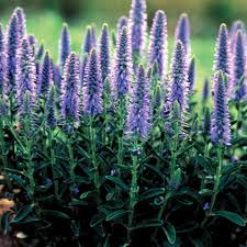 Seine violetten blüten sind noch winziger als beim ehrenpreis und er wächst sehr verhalten innerhalb unserer rasenfläche. Veronica Spicata Ahriger Ehrenpreis Stauden Pflanzen Kaufen Online Matelma Com