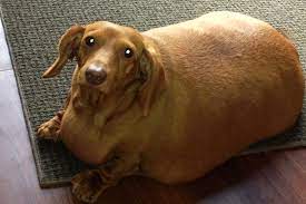 Your one stop shop for doggos about to pop。 This Super Fat Dachshund Lost 75 Percent Of His Body Weight