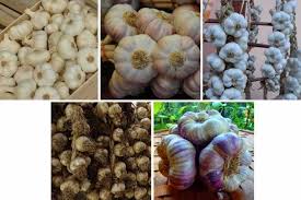 L Ail Le Planter Le Cultiver Le Recolter Au Potager Nos Conseils Promesse De Fleurs Cultiver Potager Comment Planter