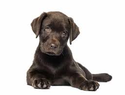 Beagle welpen gebraucht und neu kaufen bei dhd24. Labrador Mix Welpen Welpenknigge De