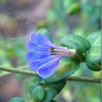 Image result for Sclerochiton hirsutus