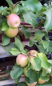 Fruit salad trees can be grown in a pot or in the ground, perfect for your balcony or backyard and are suitable for all climates. My Green Garden Fruit Trees Small Space Options