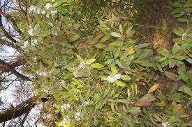 Image result for Acokanthera