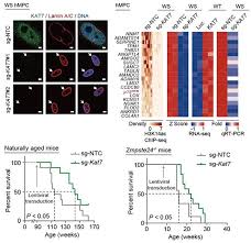 In a decade or so, gene therapy techniques may be advanced enough that we could simply add beneficial shark genes to the human genome. Scientists Develop New Gene Therapy Strategy To Delay Aging And Extend Lifespan
