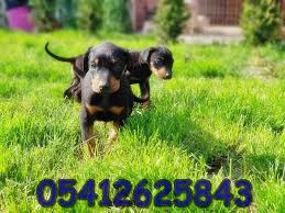 Doberman Fiyati Doberman Kopek Yavru Kopek