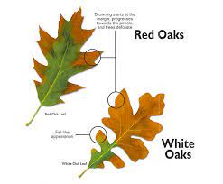 The chance for developing oak wilt from the open pruning wound is a high risk. Oak Wilt Affects Red And White Oaks In Southern Wisconsin