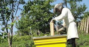 Co Fondatorul Cooperativei Apicole Stupinele Bistriței Dezvoltă Beelog In 2020 Panama Hat Panama