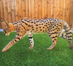 You could get a savannah, which is a mix of serval with an egyptian mau. African Serval Cats For Sale Online Shopping