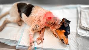 FINAL BATTLE: Today We Decide Ringo’s Fate | Facebook