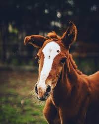 Pin By Lorena On Hoofshu Horse Pictures Pretty Horses Horse World