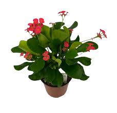 Image result for Euphorbia glanduligera