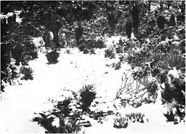 Image result for Oreophyton falcatum