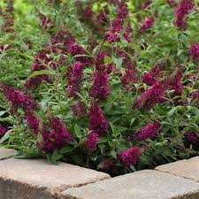 Image result for Buchnera keilii