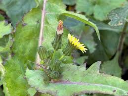 Image result for Sonchus oleraceus