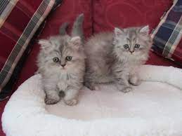 They are calm, easy going, and fairly quiet. British Shorthair And Longhair Kittens For Sale Woodhall Spa Lincolnshire Pets4homes
