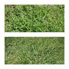 Dealing With Dallisgrass Neil Sperry S Gardens