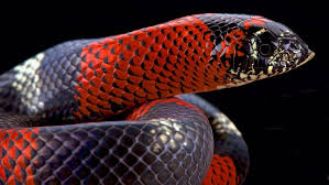 They are not picky concerning their food. Hognose Snakes 9 Amazing Facts And Complete Care Guide