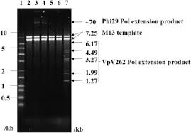 Tıkla en ucuz 49 inç 124 cm televizyonlar led ekranlar çeşitleri hediye çeki avantajı ile ayağına gelsin. Expression And Functional Study Of Vpv262 Pol A Moderately Halophilic Dna Polymerase From The Vibrio Parahaemolyticus Phage Vpv262 Sciencedirect