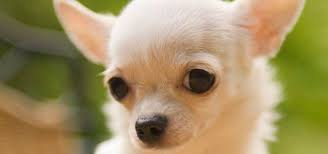 Chihuahua Informacion Que Come Donde Vive Como Nace