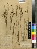 Image result for Limeum pterocarpum