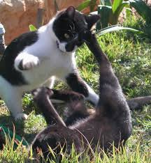 I stopped breaking my cats up and now they will start playfighting and then eventually they walk away in opposite directions. My Cats Playing Or Fighting Photo Image Animals Cats Pets Farm Animals Images At Photo Community