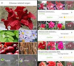 You can decide whether that bloom will thrive in your garden, if those leaves are edible, and which plants are my wildflowers: 9 Best Free Plant Identification Apps For Android Ios 2021