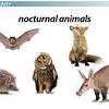 Birds are listed separately in the list of nocturnal birds. 3