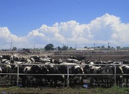 Semi-Intensive System of Livestock Production