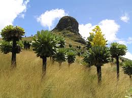 Image result for Dendrosenecio