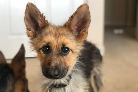 This amazing video has well an adorable setup. This German Shepherd Who Will Look Like A Puppy Forever Is The Best Thing On Instagram Cnn