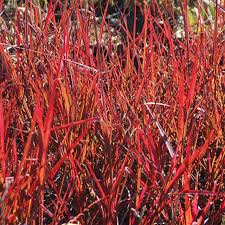 Image result for Andropogon chinensis