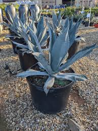 Image result for Agave