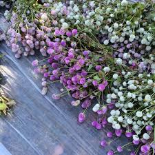 Image result for Gomphrena globosa