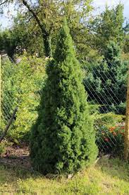 Conifer plants are arboreous, gymnosperous seed plants which are spread across most of the planet. Dwarf Conifer Varieties Choosing Dwarf Conifers For The Landscape