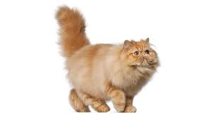 Meet The Fluffy Cat Breeds Petfinder