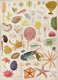 1950s Ocean Life Original Antique Sea Life Ocean Print Book Plate Sea Illustration Ocean Print Sea Creatures