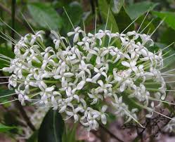 Image result for Pavetta sp. I