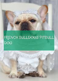 French Bulldogs Pitbull Dog Pitbull Hund Der Franzosischen Bulldoggen Dog Dogs Puppies French Bulldogs Pitbull