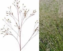 Image result for Avenella