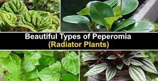 This plant does best with bright light and. Types Of Peperomia Radiator Plants With Pictures