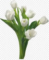 A few more psalms, benedictions and verses are read and the funeral is over. White Lily Flower Png Download 1330 1600 Free Transparent Condolences Png Download Cleanpng Kisspng