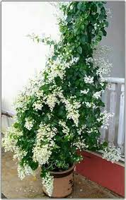 Check spelling or type a new query. Laman Herba Porana Harga Bajet Pokok Ni Jenis Menjalar Facebook