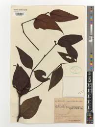 Image result for Globimetula kivuensis