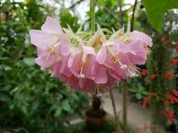 Image result for Dombeya lastii
