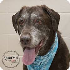Lab puppies for adoption in ohio. Troy Oh Labrador Retriever Mix Meet Chester A Dog For Adoption Labrador Retriever Labrador Retriever Mix Dog Adoption