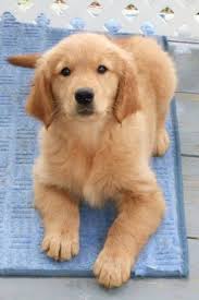 Cutest Paw Timeline Photos Golden Retriever Dogs Golden Retriever Retriever